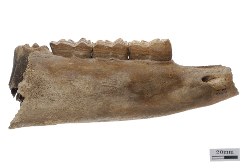 Mandibule de poulain Mandibule de poulain
